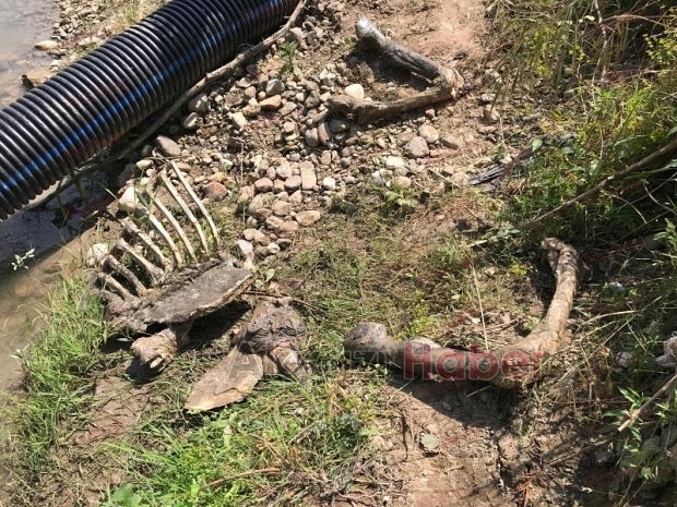 Akyazı'da etleri sıyrılmış at kemikleri bulundu