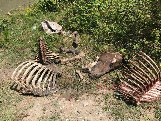 Akyazı'da etleri sıyrılmış at kemikleri bulundu