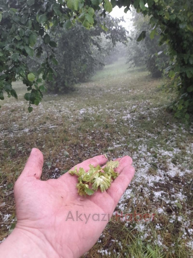 Dolu yağdı fındık bahçelerinde zarar var
