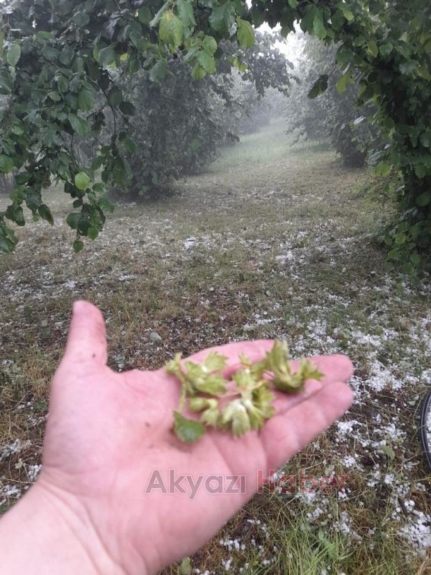 Dolu yağdı fındık bahçelerinde zarar var
