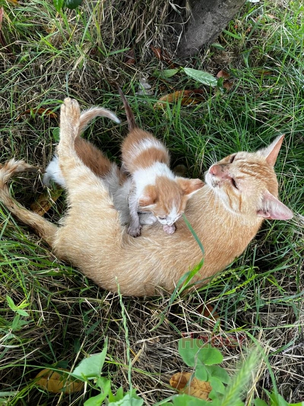 İtfaiye ekipleri Yavru kedi için seferber oldu