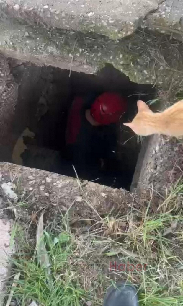 İtfaiye ekipleri Yavru kedi için seferber oldu