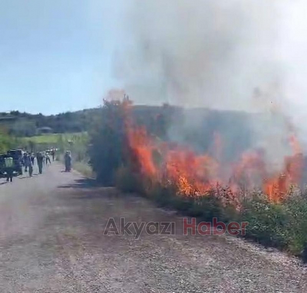 Pamukova'da orman yangını