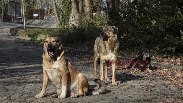 Başıboş sokak köpeklerine ilişkin teklif TBMM'ye sunuldu