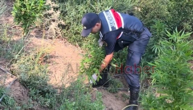 Üç ilçede uyuşturucu operasyonları