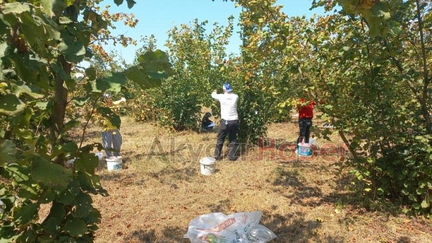 Fındıkçı hasada başladı