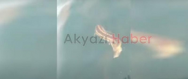 Nesli tükenmekte; Balıkçıların ağına takıldı