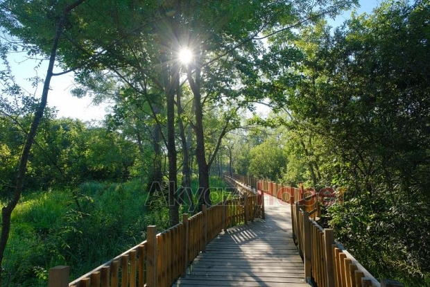Acarlar Longozu yaz sezonunda turizmin gözdesi oldu