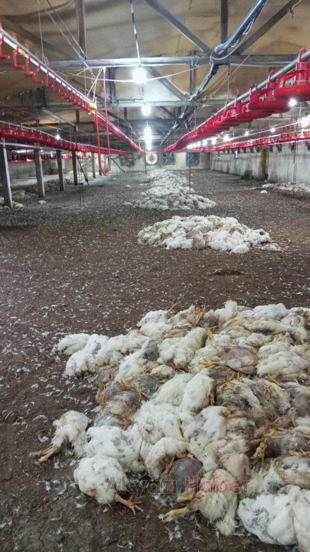 Voltaj düşüklüğü fanları durdurdu; 10 bin tavuk telef oldu