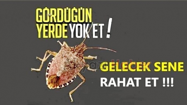 Akyazı İlçe Tarım dan kahverengi kokarca böceği için çağrı