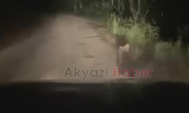 Yayla yolunda önlerine ayılar çıktı