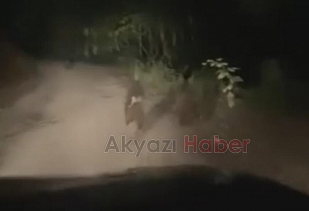 Yayla yolunda önlerine ayılar çıktı