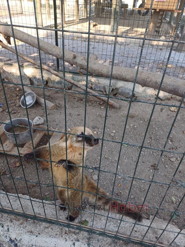 Akyazılı özel öğrenciler için hayvanat bahçesi gezisi