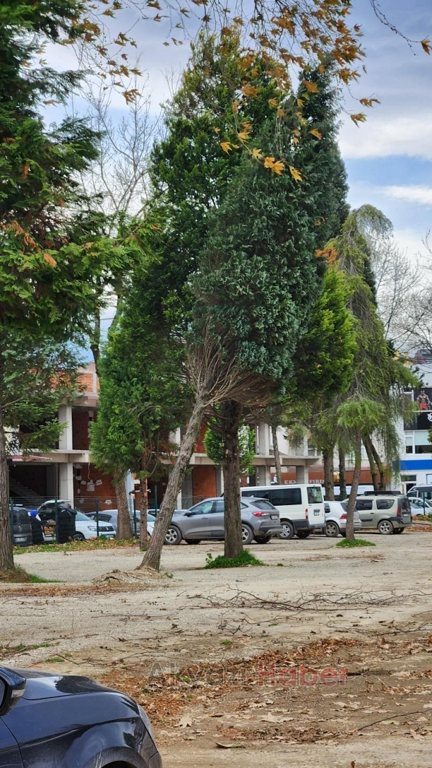 Fırtına parktaki ağacı yıktı