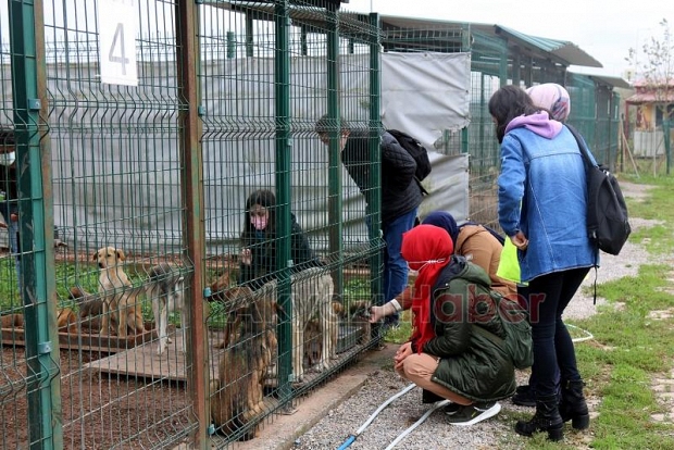 Sakarya'da kaç hayvan sahiplenildi?