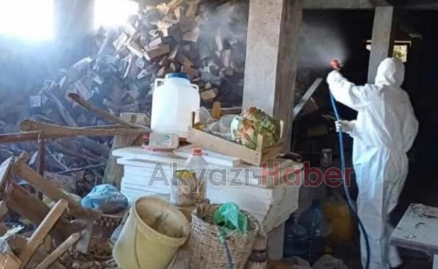Kahverengi Kokarca Böceği ile mücadele sürüyor