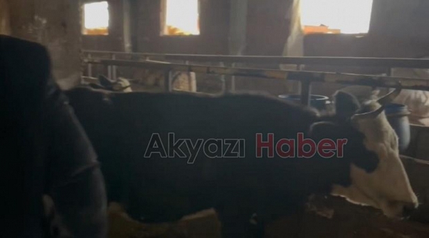 14 büyükbaş hayvan çalan çete çökertildi