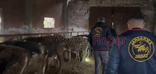 14 büyükbaş hayvan çalan çete çökertildi