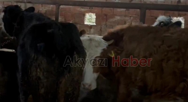 Karapürçek'te büyükbaş hayvan hırsızlığı operasyonu