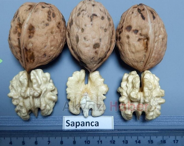 Sapanca Cevizi tescillendi