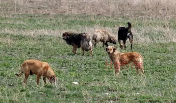 Bakan Yerlikaya'dan valilere sokak köpekleri talimatı