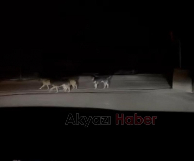 Hastane Çevresinde Dolaşan Başıboş Köpekler, Vatandaşı Tedirgin Ediyor