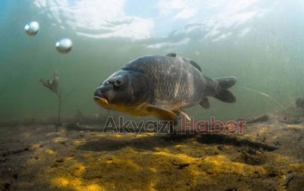 Bu balıkları avlamak yasak