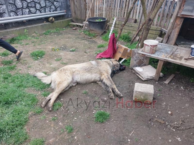 Belediye ekibi evin bahçesindeki sahipli hayvanı öldürdü