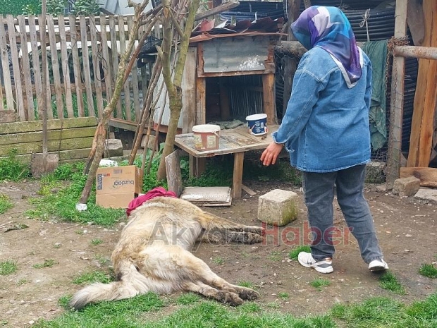 Belediye ekibi evin bahçesindeki sahipli hayvanı öldürdü