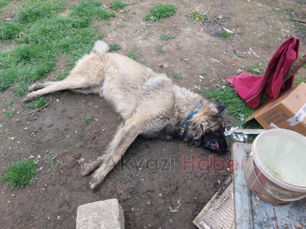 Belediye ekibi evin bahçesindeki sahipli hayvanı öldürdü