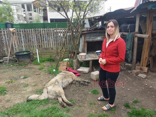 Belediye ekibi evin bahçesindeki sahipli hayvanı öldürdü