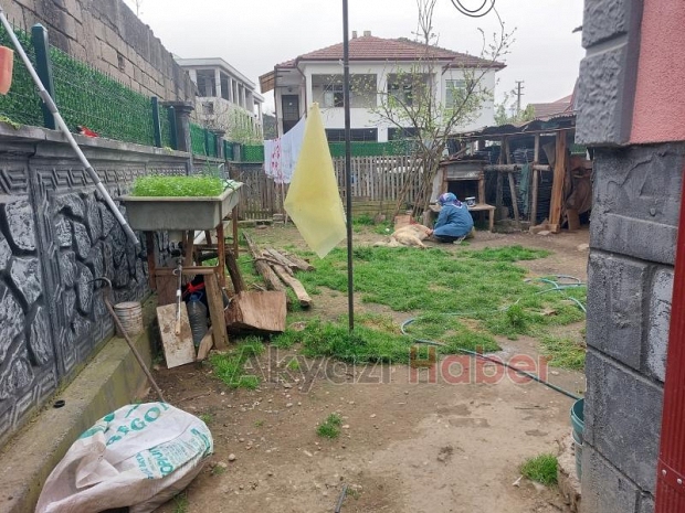 Belediye ekibi evin bahçesindeki sahipli hayvanı öldürdü