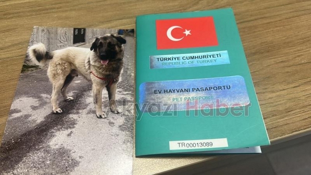 Belediye ekibi evin bahçesindeki sahipli hayvanı öldürdü