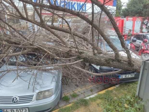 Fırtınanın yıktığı ağaç araçların üzerine devrildi