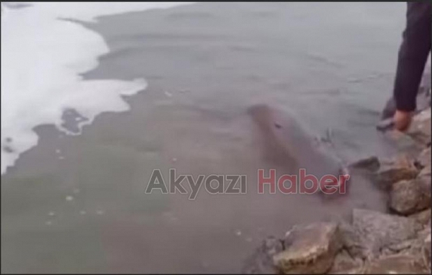 Sakarya Nehri'nde oltayla dev yayın yakaladılar