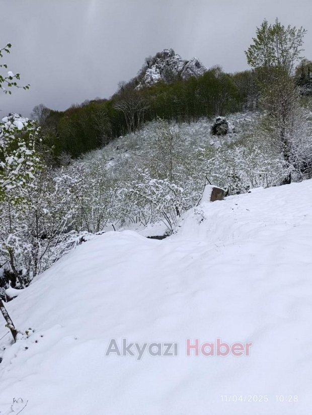 Fındıkta korkutan manzara bahçeler kar altında