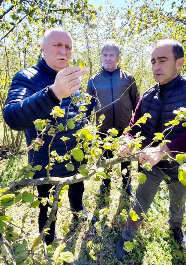 Akyazı'da zirai don hasarı tespit çalışmaları başladı