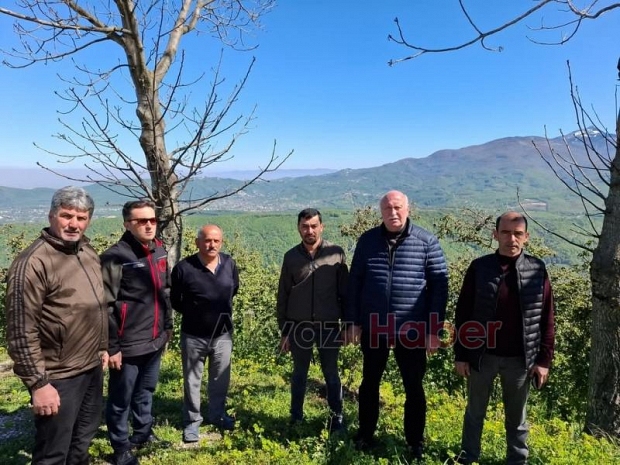 Akyazı'da zirai don hasarı tespit çalışmaları başladı