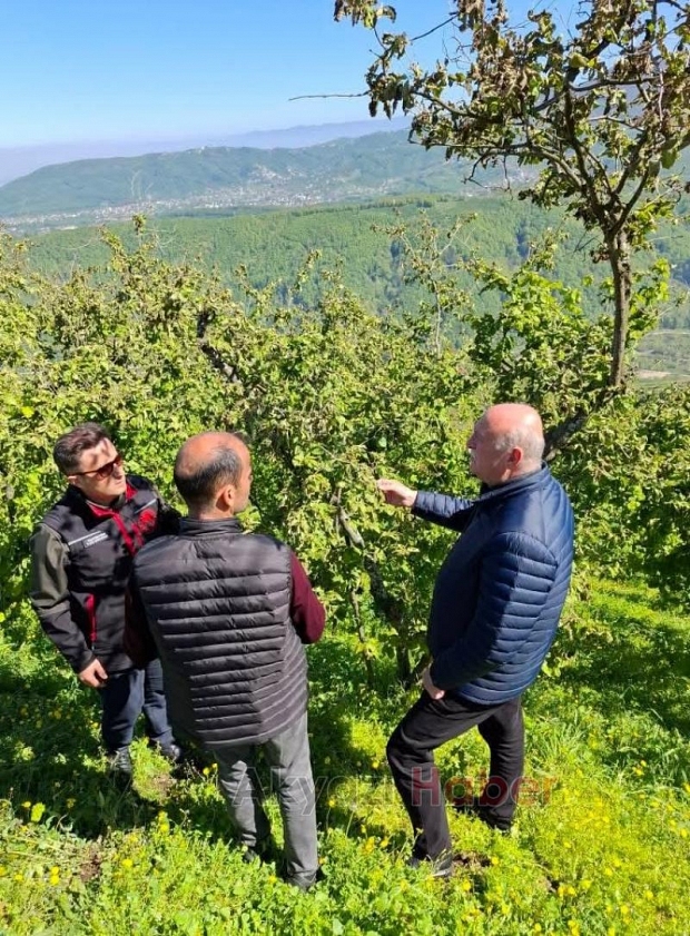 Akyazı'da zirai don hasarı tespit çalışmaları başladı