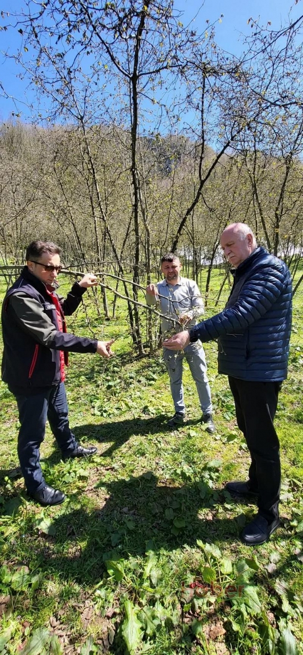 Akyazı'da zirai don hasarı tespit çalışmaları başladı