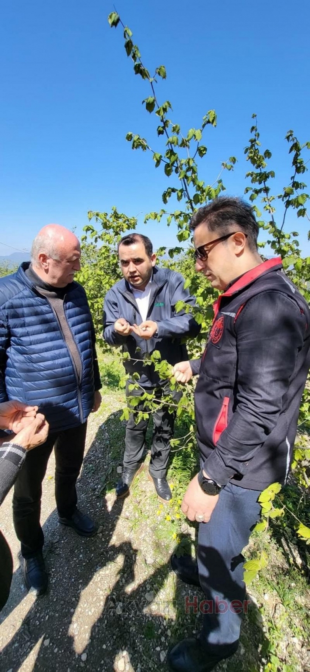 Akyazı'da zirai don hasarı tespit çalışmaları başladı