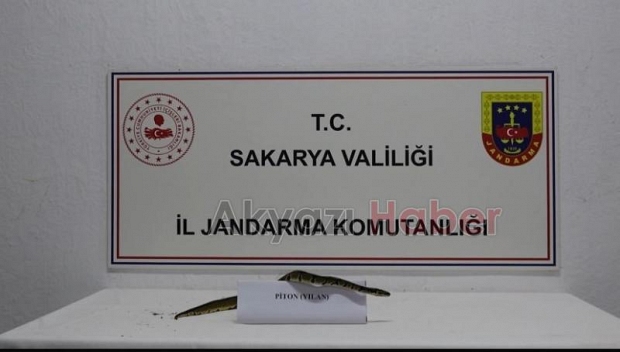 İşyerinde yapılan aramada piton bulundu