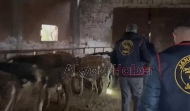 Büyükbaş hayvan hırsızlarına ceza yağdı