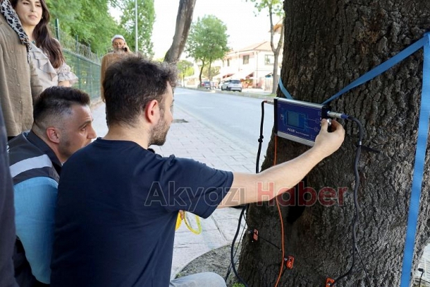 Sakarya'da ağaçların tomografisi çekiliyor