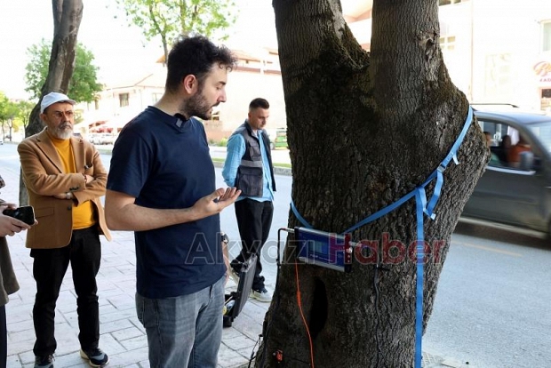Sakarya'da ağaçların tomografisi çekiliyor