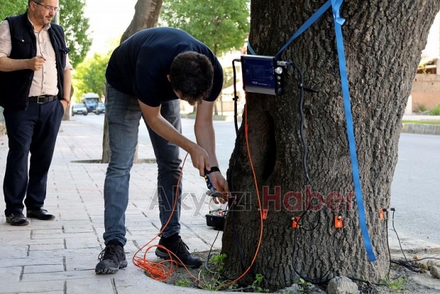 Sakarya'da ağaçların tomografisi çekiliyor