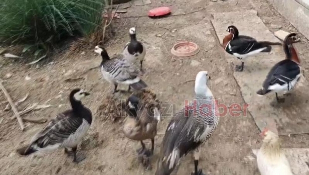 Akyazı da kaçak hayvan operasyonu