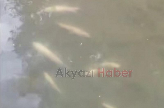 Sakarya Nehri'nde toplu balık ölümü