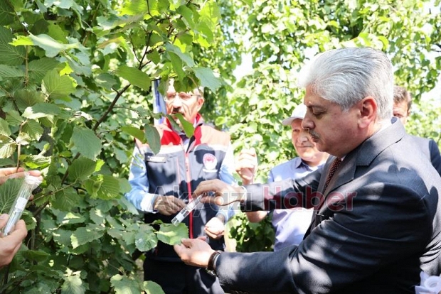 Akyazı'da binlerce samuray arı doğaya bırakıldı