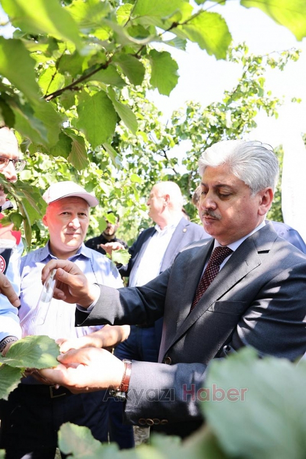 Akyazı'da binlerce samuray arı doğaya bırakıldı